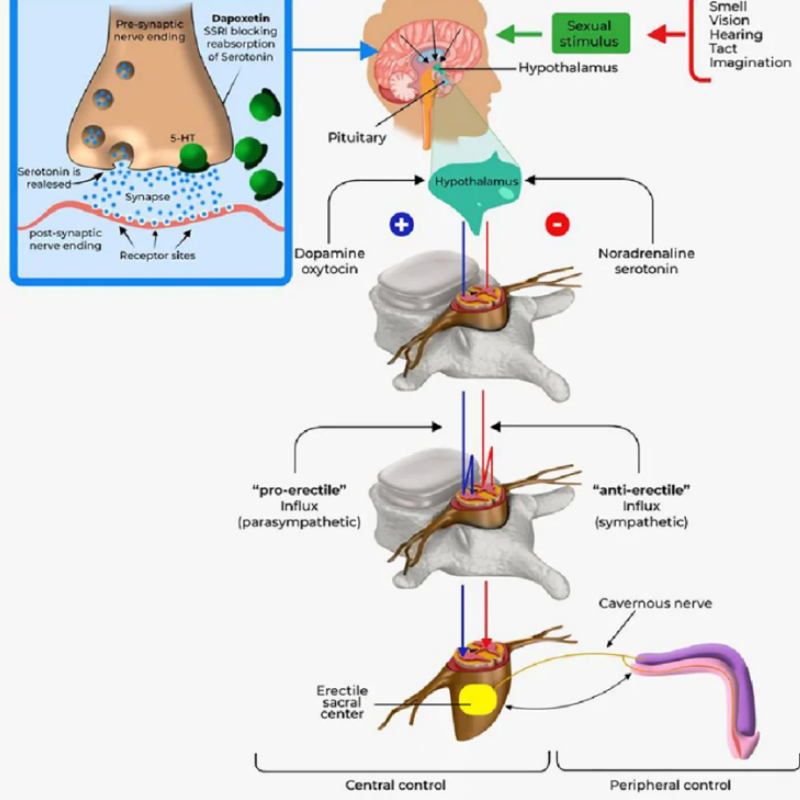 必利勁作用原理