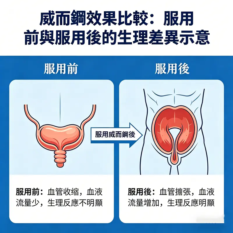 威而鋼效果比較：服用前與服用後的生理差異示意