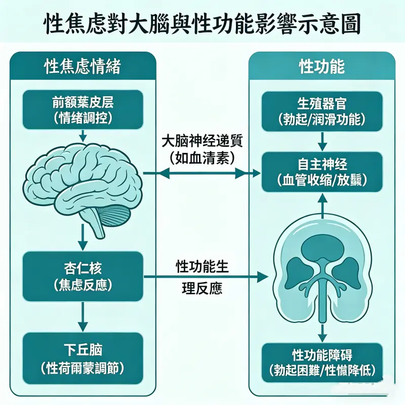性焦慮對大腦與性功能影響的示意圖