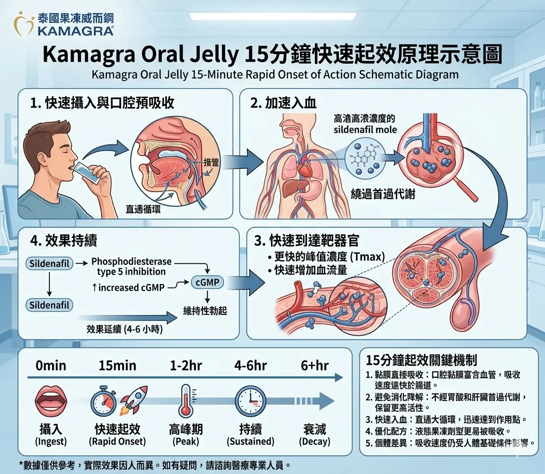 Kamagra Oral Jelly 15分鐘快速起效原理示意圖