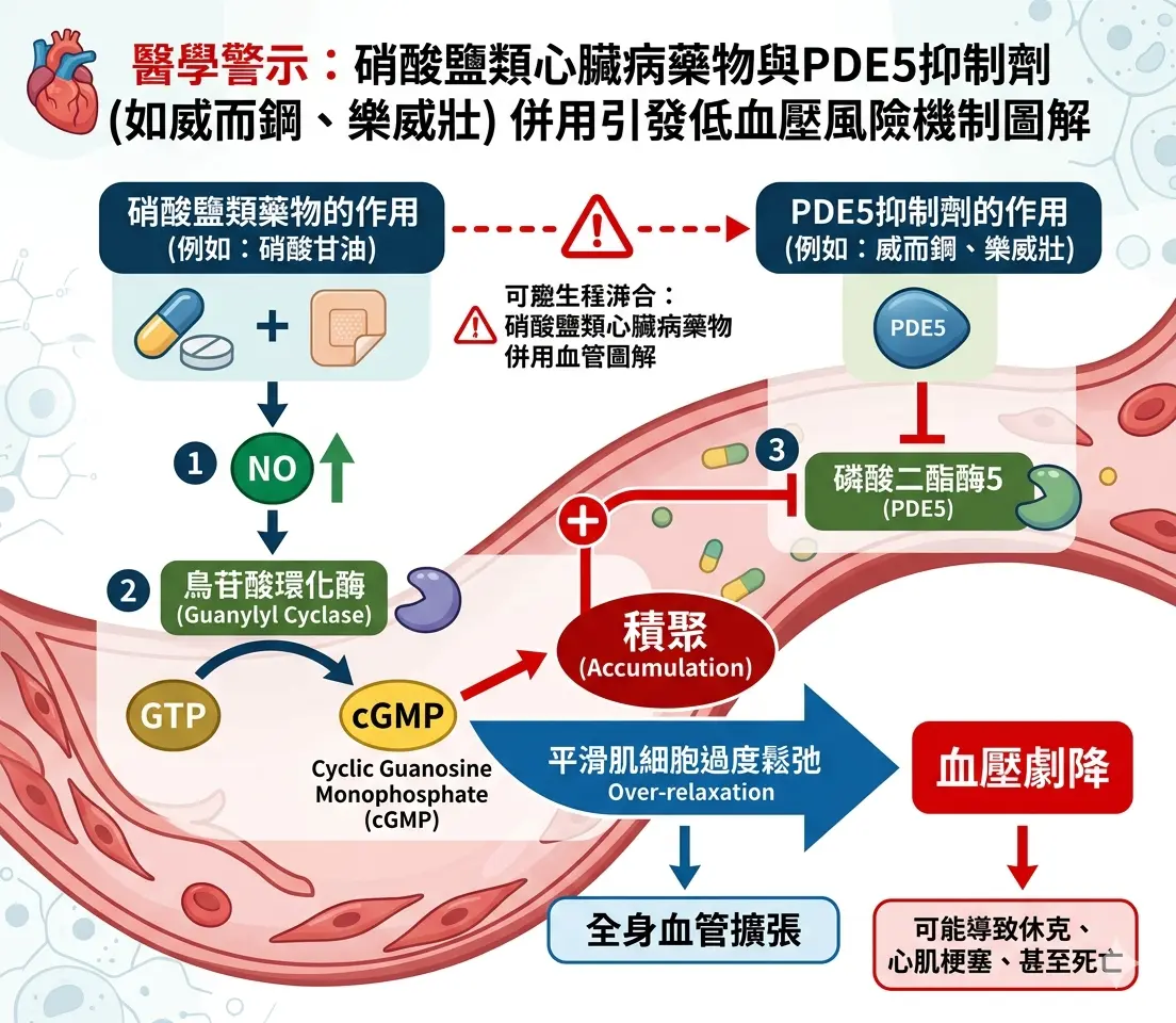 醫學警示圖解硝酸鹽類心臟病藥物與威而鋼樂威壯併用引發低血壓風險機製