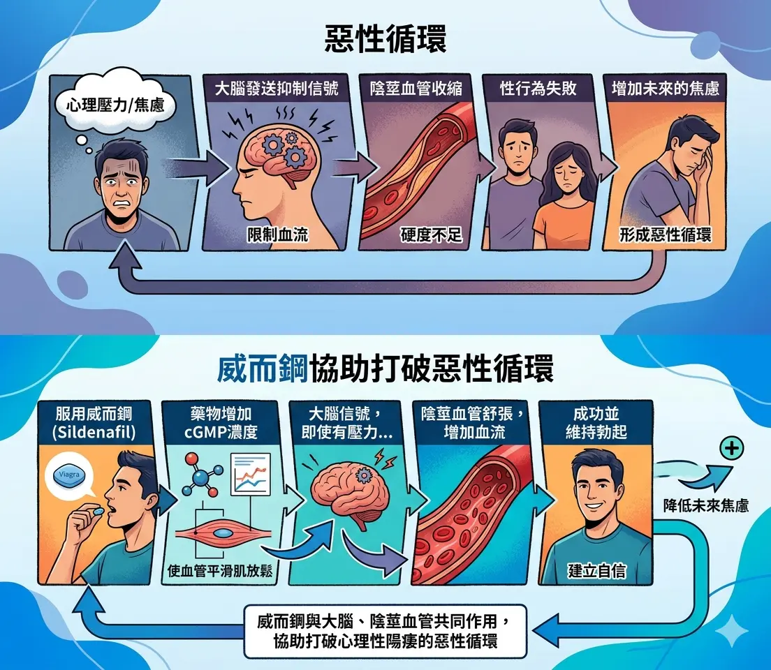 威而鋼協助大腦與陰莖血管打破心理性陽痿的惡性循環