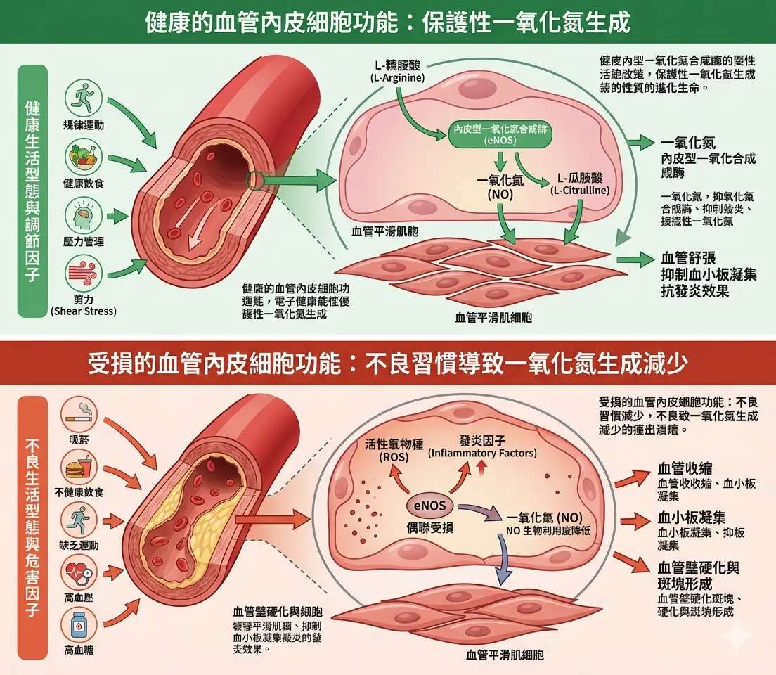 健康生活型態與不良習慣對血管內皮細胞分泌一氧化氮之醫學機轉影響