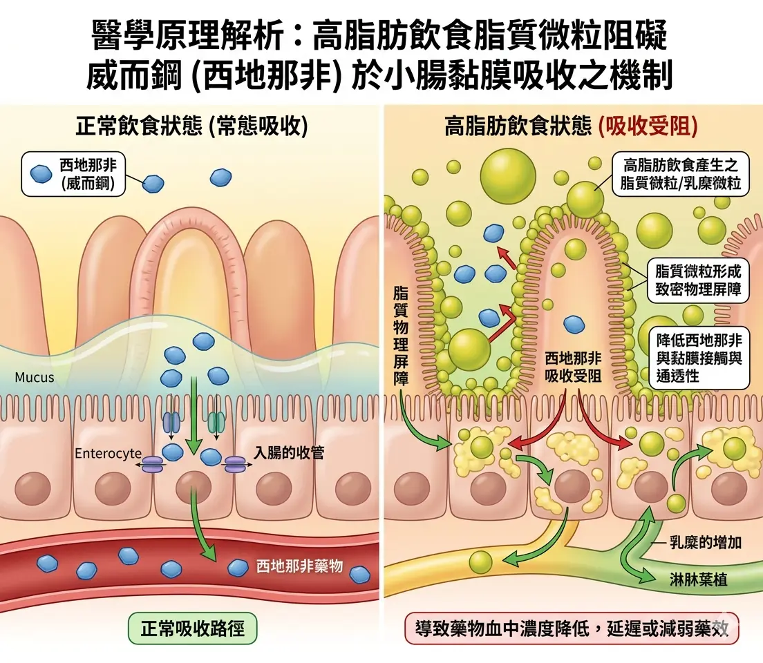 高脂肪飲食脂肪微粒在小腸黏膜形成屏障阻礙威而鋼西地那非吸收之醫學原理