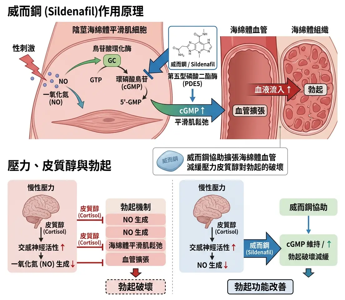 威而鋼協助擴張海綿體血管並減緩壓力皮質醇對勃起的破壞