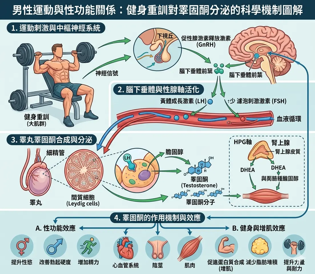 男性運動與性功能關係:健身重訓對睪固酮分泌的科學機製圖解
