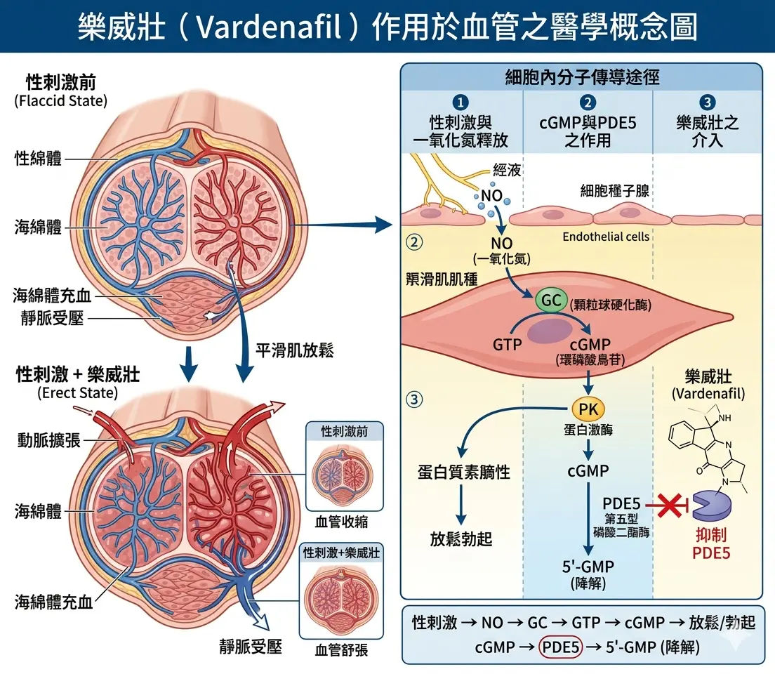 樂威壯伐地那非PDE5抑製劑擴張陰莖海綿體與全身微血管機製圖