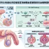 犀利士他達拉非促進陰莖海綿體血管擴張與充血機製圖解