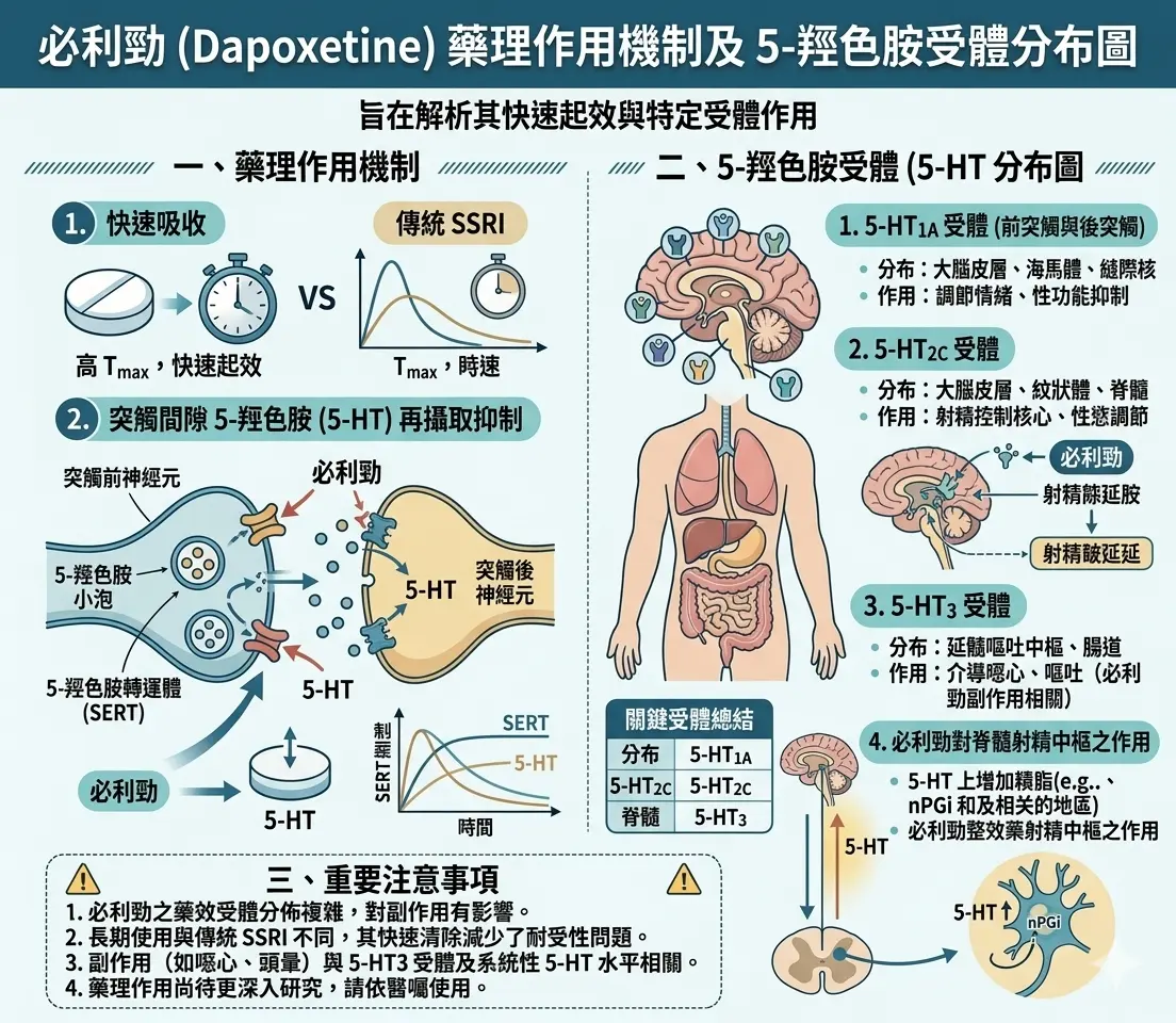 必利勁與 SSRI 藥理作用機制及 5-羥色胺受體分布圖