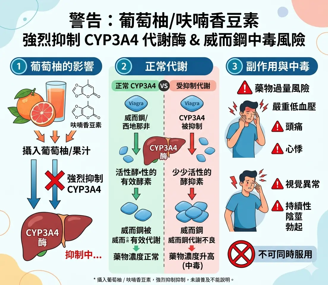 葡萄柚呋喃香豆素強烈抑製CYP3A4代謝酶引發威而鋼藥物中毒副作用之警告圖