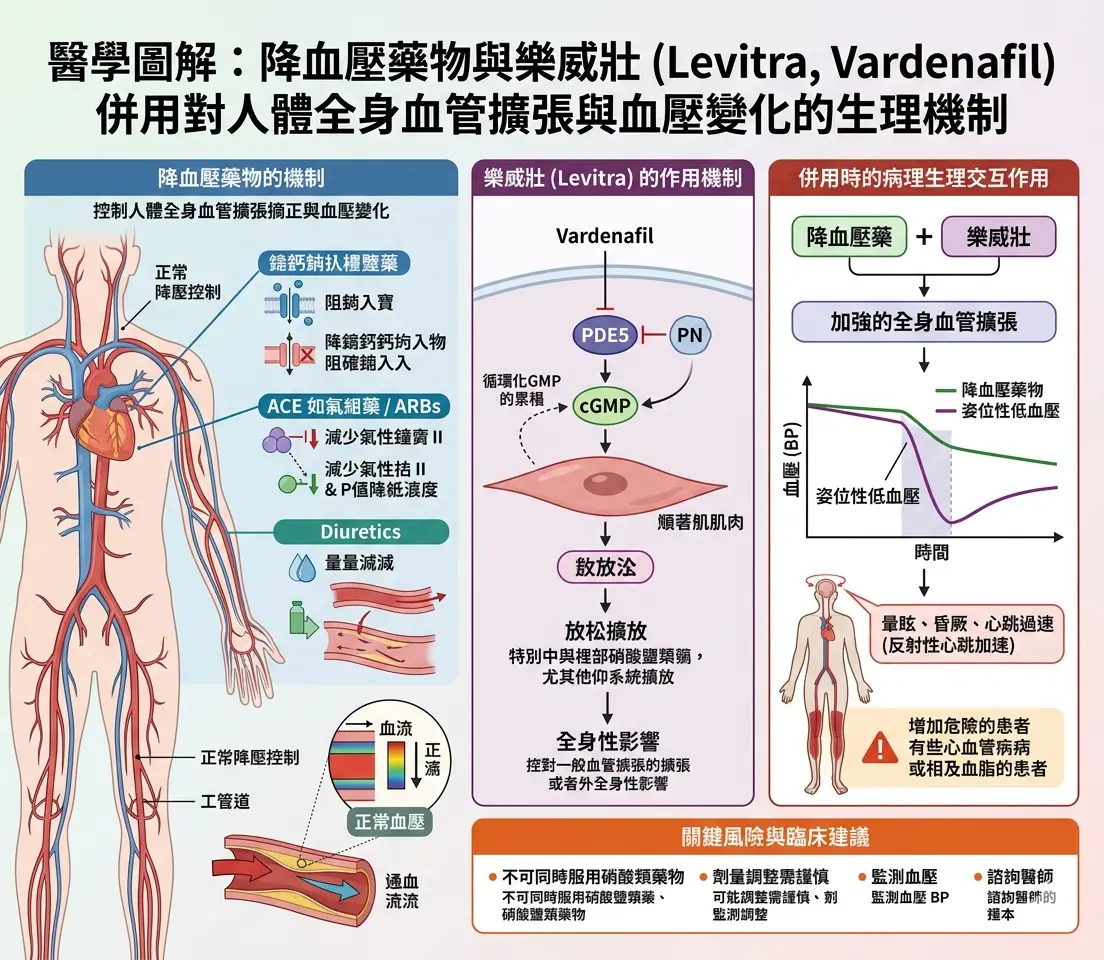 醫學圖解降血壓藥物與樂威壯併用時對人體全身血管擴張與血壓變化的生理機製