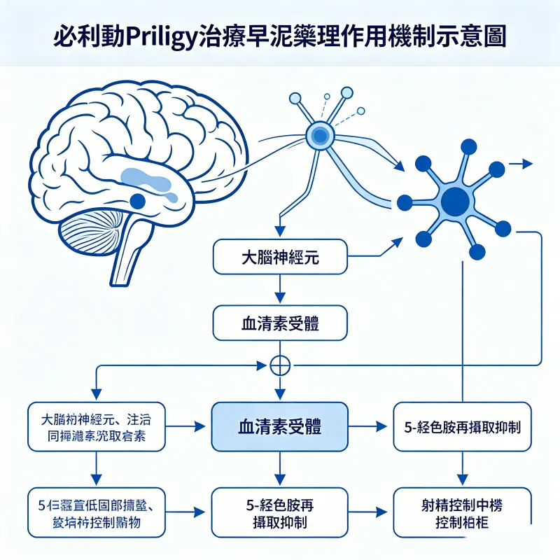 必利勁(Priligy)治療早洩的藥理作用機制示意圖