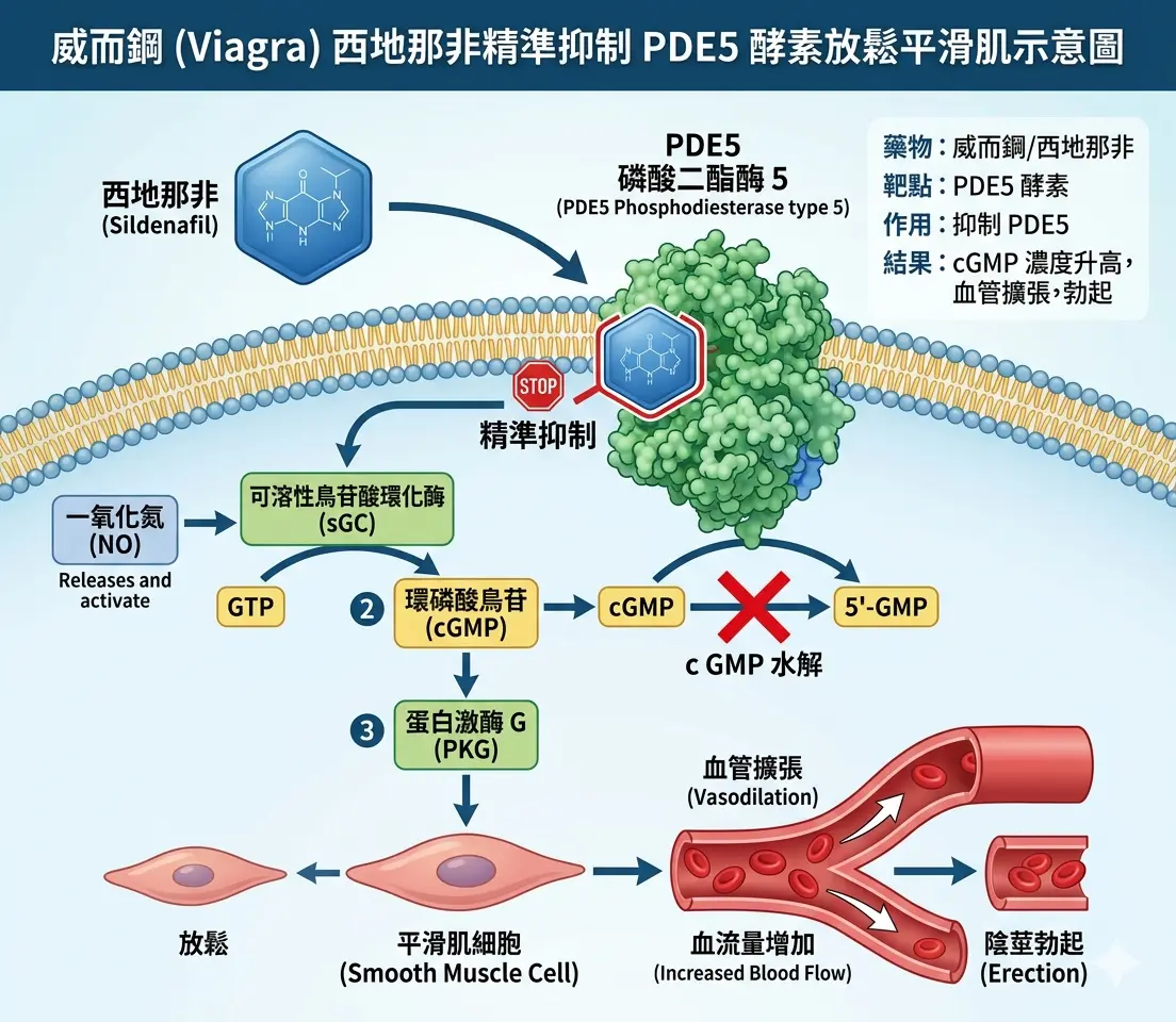 威而鋼Viagra西地那非精準抑製PDE5酵素放鬆平滑肌示意圖