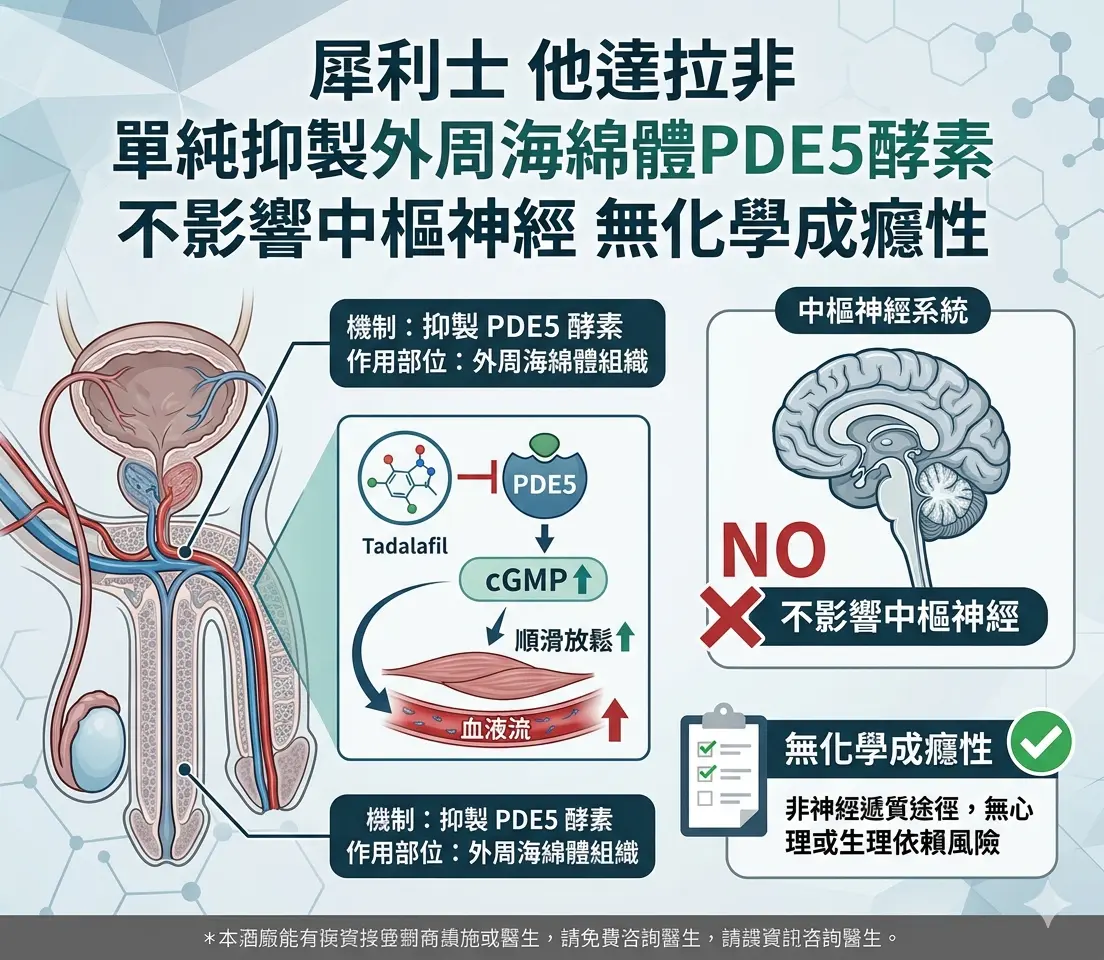 犀利士他達拉非單純抑製外周海綿體PDE5酵素不影響中樞神經無化學成癮性