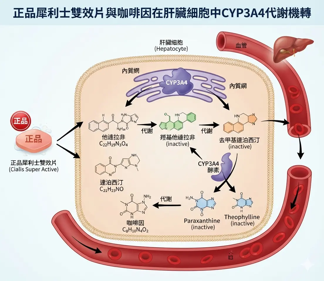 正品犀利士雙效片與咖啡因在肝臟細胞中的細胞色素CYP3A4代謝機轉圖解