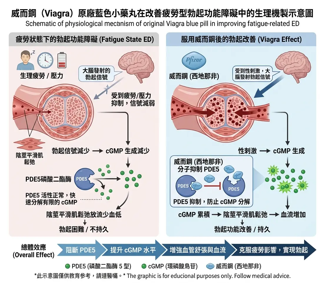 威而鋼Viagra原廠藍色小藥丸在改善疲勞型勃起功能障礙中的生理機製示意圖
