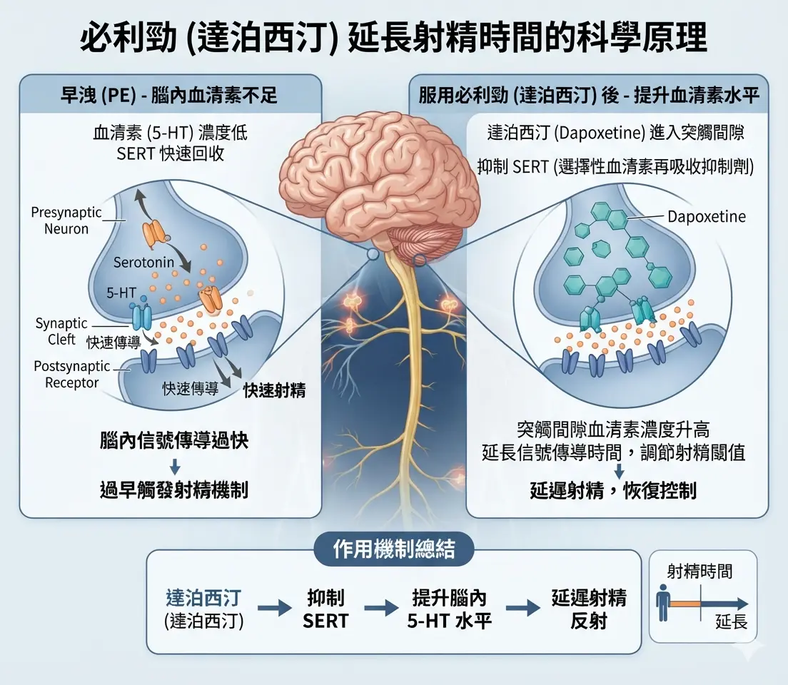 必利勁達泊西汀提升大腦血清素以延長射精時間的科學原理