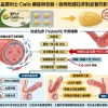 正品犀利士 Cialis 藥錠與包裝，說明他達拉非對血管的影響