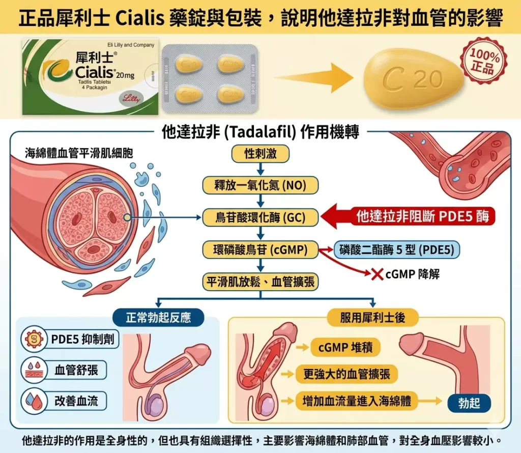 正品犀利士 Cialis 藥錠與包裝，說明他達拉非對血管的影響