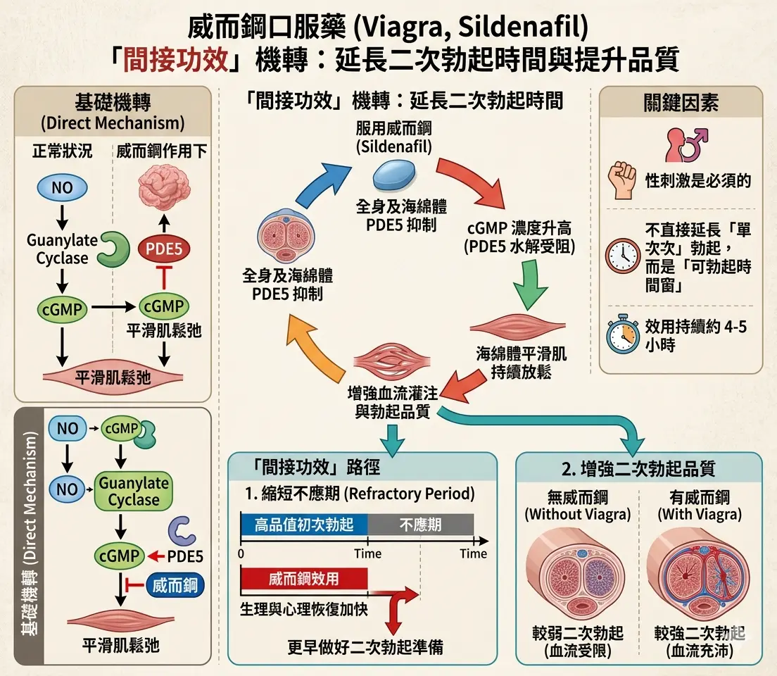 威而鋼Viagra口服藥對延長二次勃起時間的間接功效機製