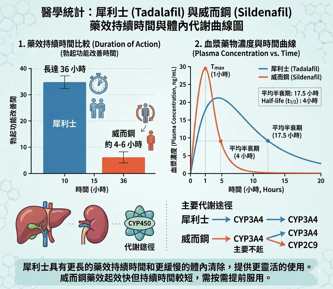醫學統計犀利士與威而鋼藥效持續時間與體內代謝曲線圖