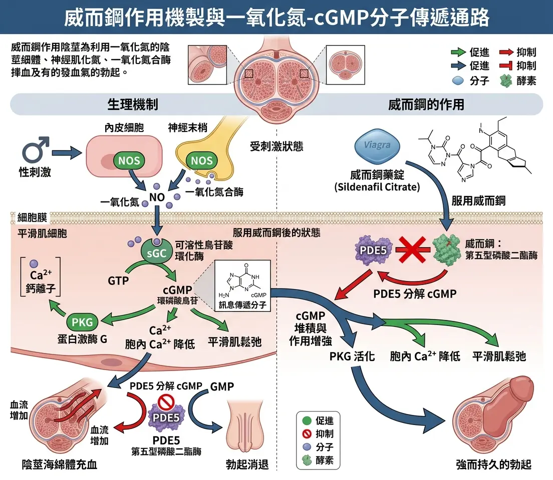 威而鋼的作用機製是什麼中一氧化氮與cGMP分子傳遞通路科學圖解