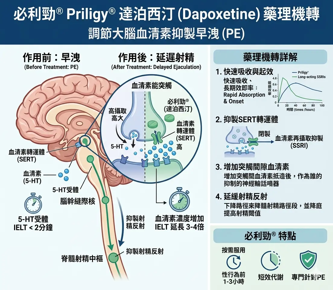 必利勁 Priligy 達泊西汀調節大腦血清素抑製早洩的藥理機轉