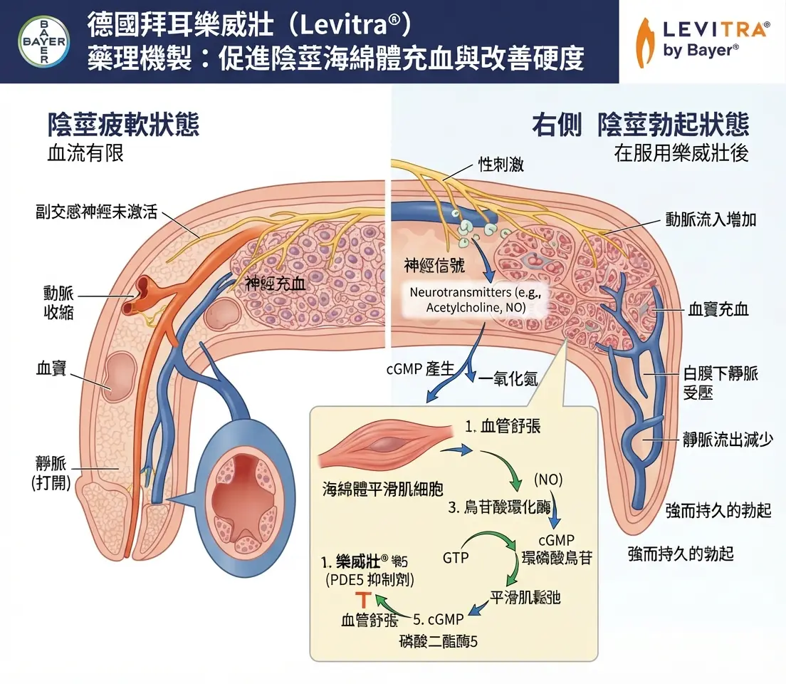 德國拜耳樂威壯Levitra提高陰莖海綿體充血與改善硬度之藥理機製