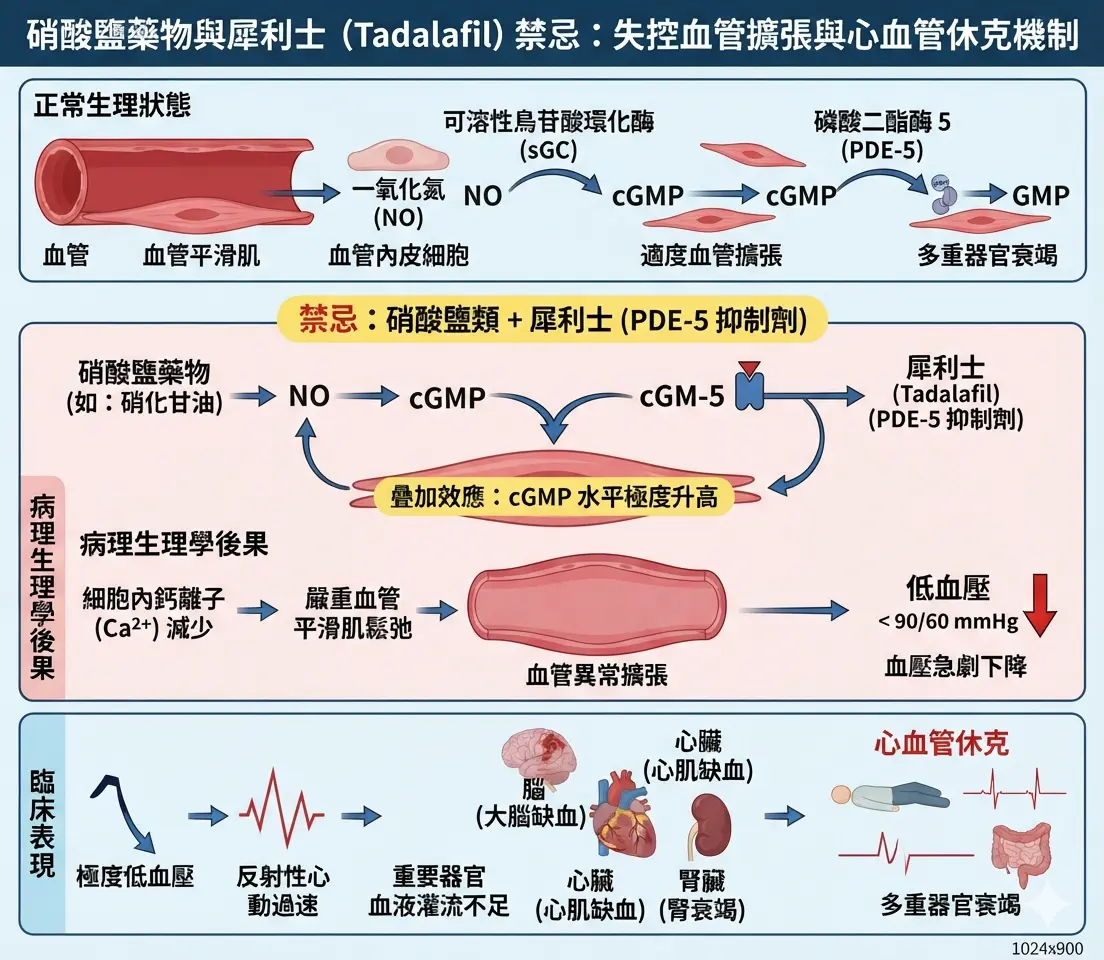 硝酸鹽藥物與犀利士禁忌引發失控血管擴張與心血管休克醫學圖解