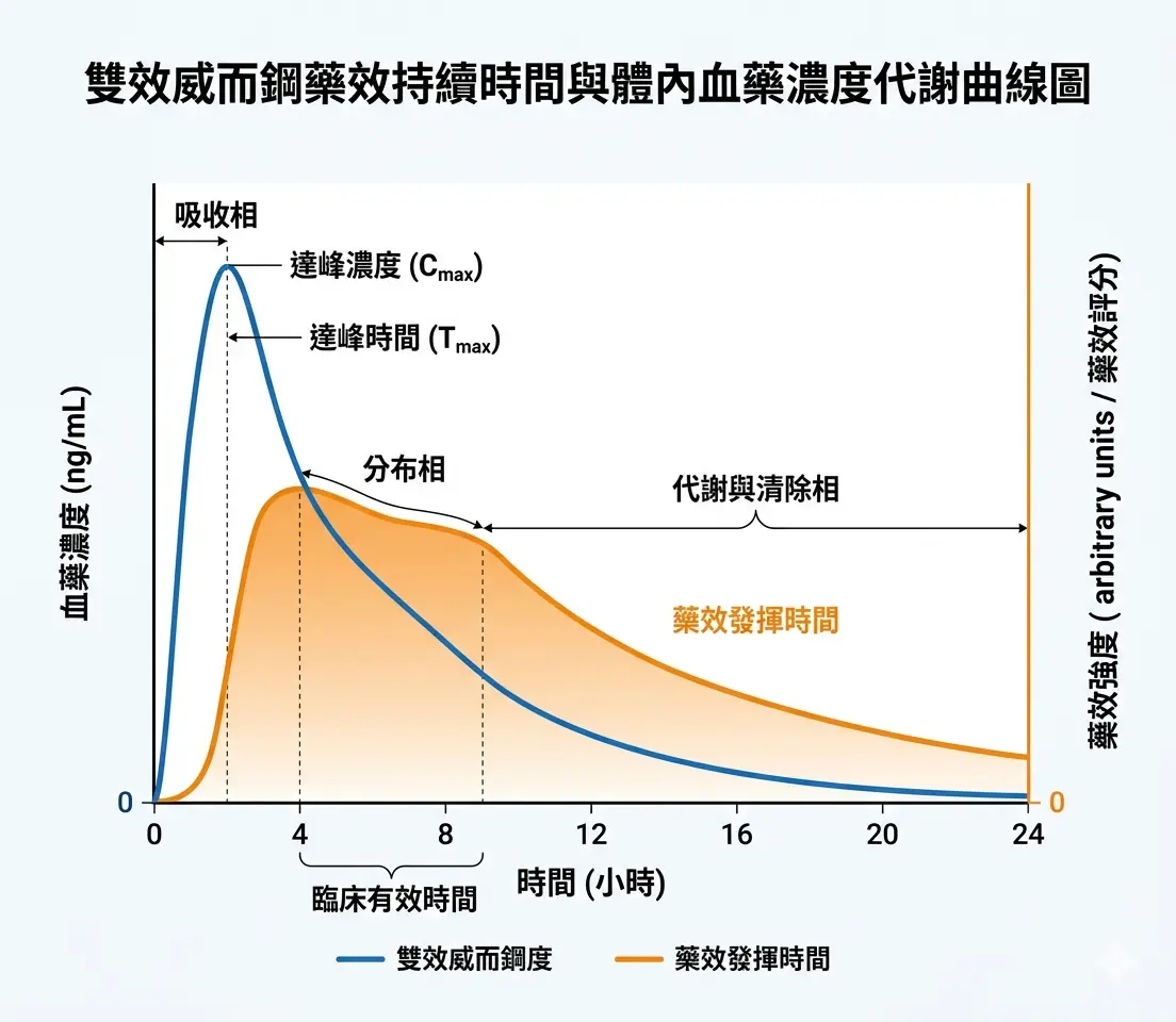 雙效威而鋼藥效持續時間與體內血藥濃度代謝曲線圖