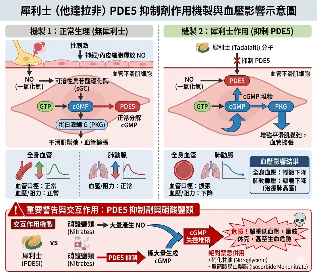犀利士影響血壓之血管擴張與 PDE5 抑製劑作用機製示意圖