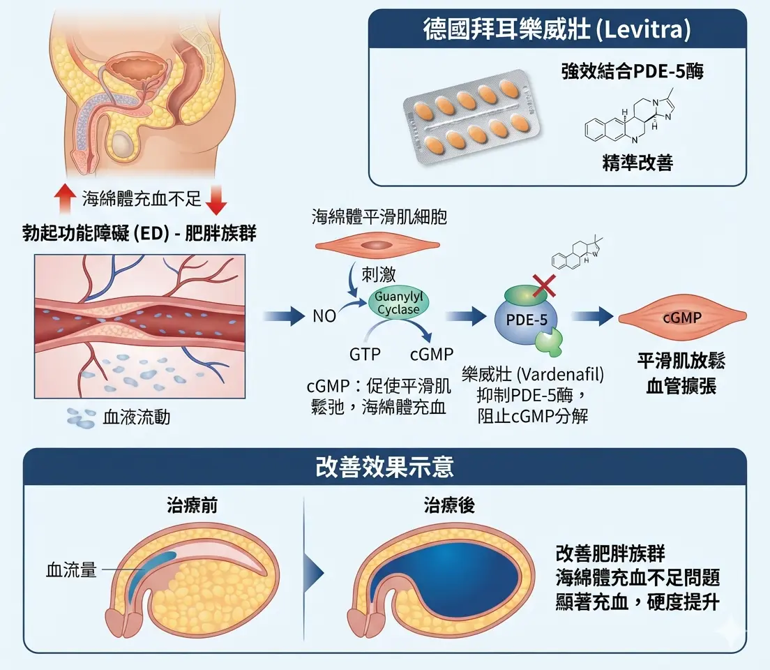 德國拜耳樂威壯Levitra強效結合PDE-5酶精準改善肥胖族群海綿體充血不足問題