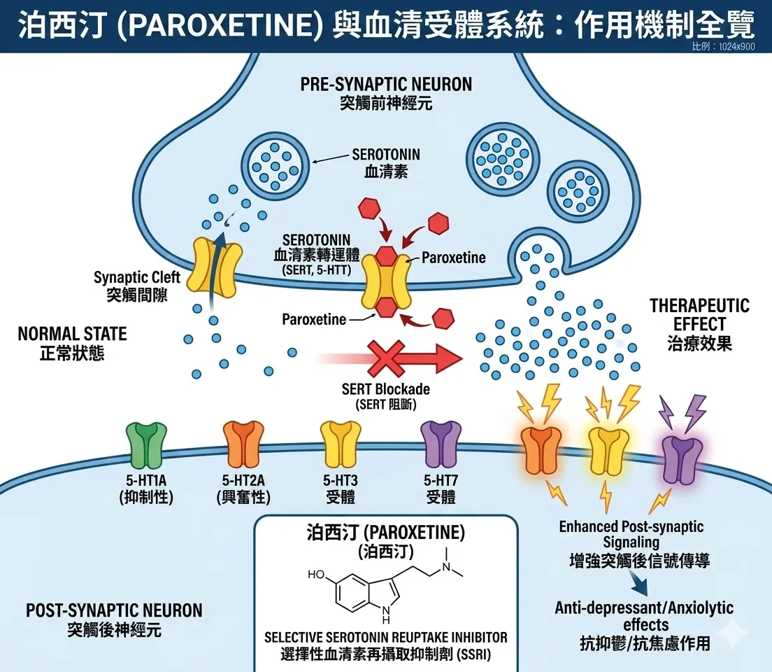 必利勁會產生依賴嗎：達泊西汀血清素受體運作機製圖
