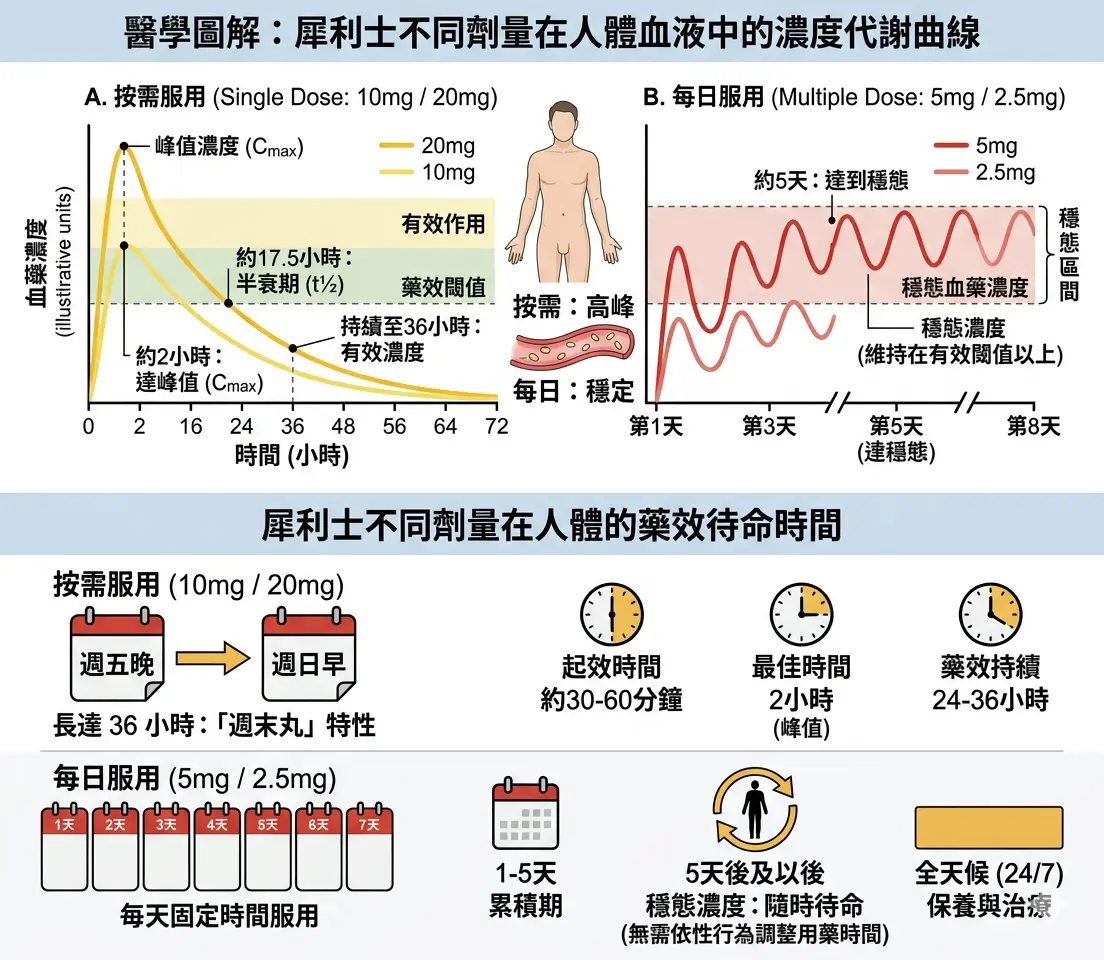 醫學圖解犀利士不同劑量在人體血液中的濃度代謝曲線與藥效待命時間