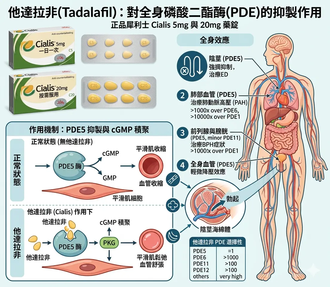 正品犀利士 Cialis 5mg 與 20mg 藥錠，說明他達拉非對全身磷酸二酯酶的抑製作用