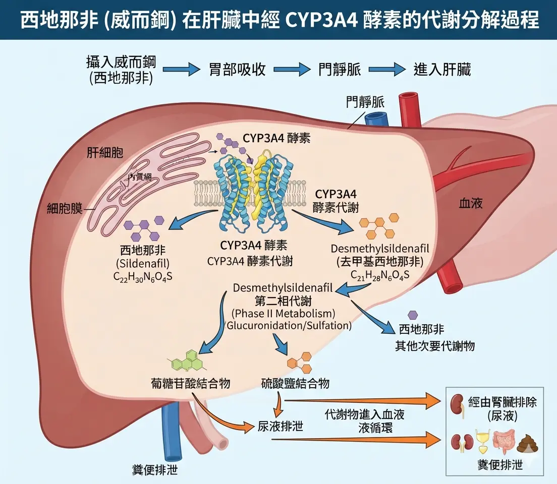 威而鋼西地那非在人體肝臟CYP3A4酵素的代謝分解過程示意圖