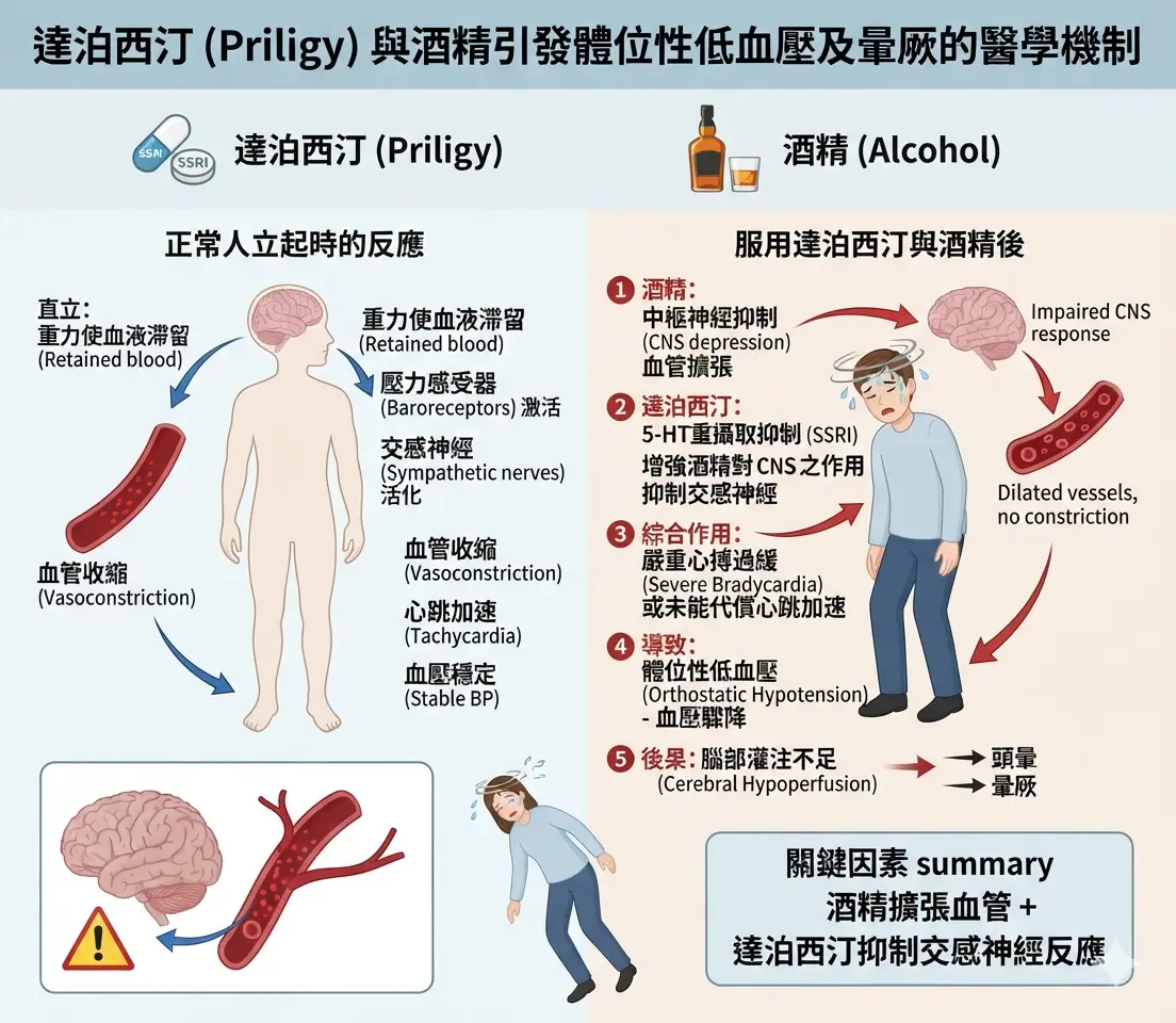達泊西汀 Priligy 與酒精引發體位性低血壓及頭暈暈厥的醫學機製