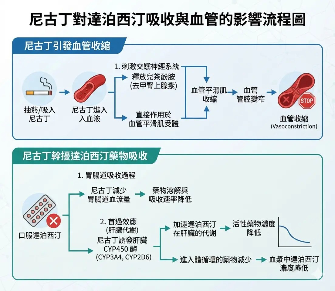 尼古丁引發血管收縮並幹擾達泊西汀藥物吸收的流程圖解