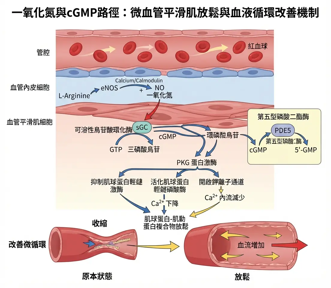 醫學圖表解說一氧化氮與cGMP如何促使人體微血管平滑肌放鬆並達到血液循環改善