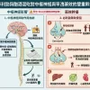 必利勁與酗酒酒精混吃對中樞神經與早洩藥效的雙重幹擾圖解
