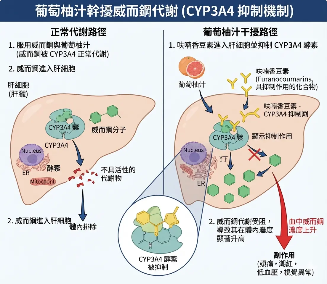 葡萄柚汁幹擾威而鋼代謝與肝臟CYP3A4酵素結合的藥理機製圖
