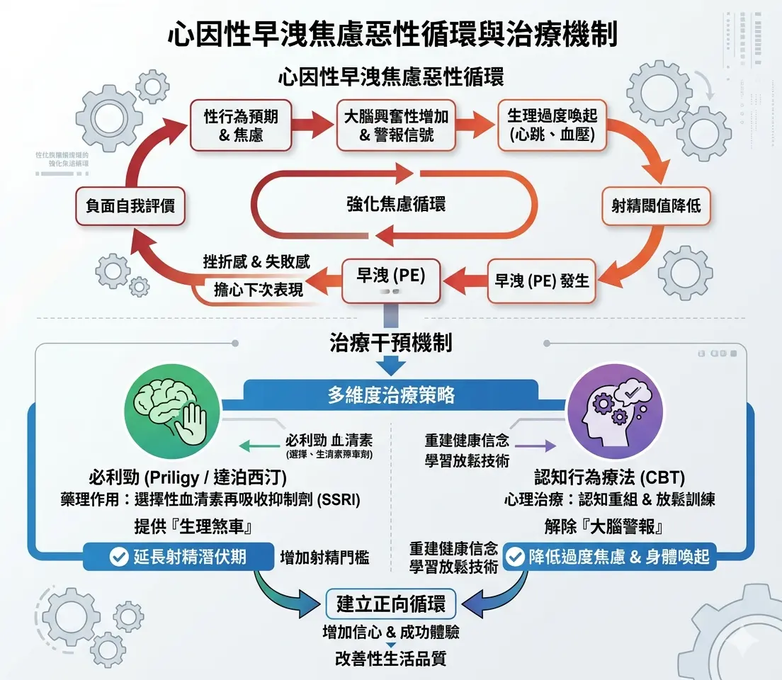 心因性早洩焦慮惡性循環圖,展示必利勁如何提供生理煞車與認知行為療法解除大腦警報