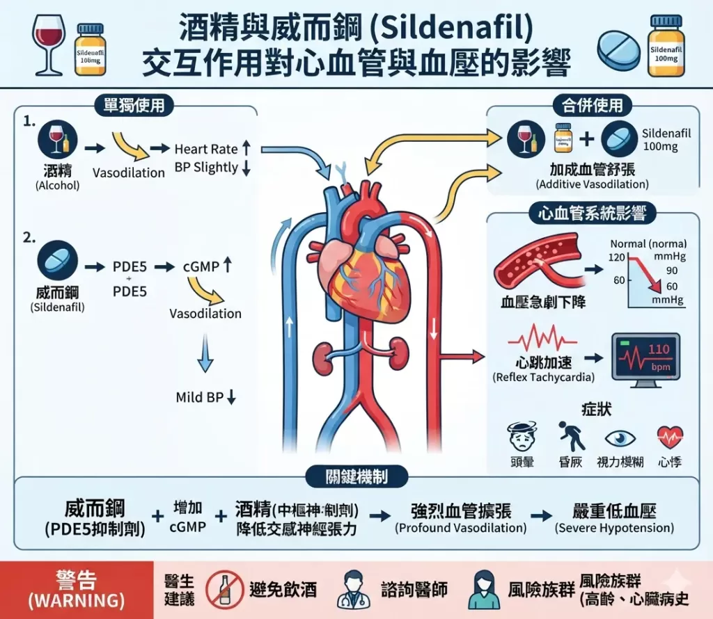 酒精與威而鋼交互作用對心血管與血壓影響的醫學解析圖