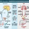 必利勁與吸煙對男性性功能與射精時間影響的醫學機製圖