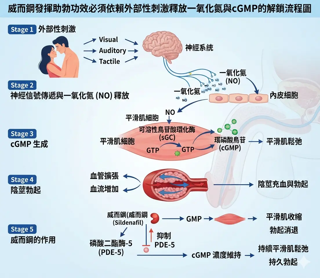 威而鋼發揮助勃功效必須依賴外部性刺激釋放一氧化氮與cGMP的解鎖流程圖