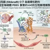 威而鋼分子高選擇性靶向陰莖海綿體PDE5酵素的生物藥理機製圖