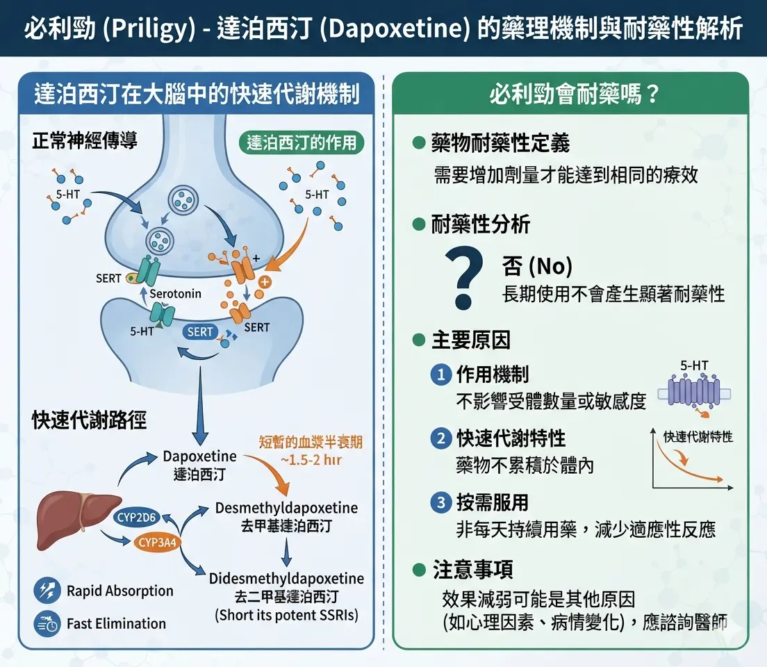 必利勁會耐藥嗎與達泊西汀在人體大腦中快速代謝的藥理機製解析