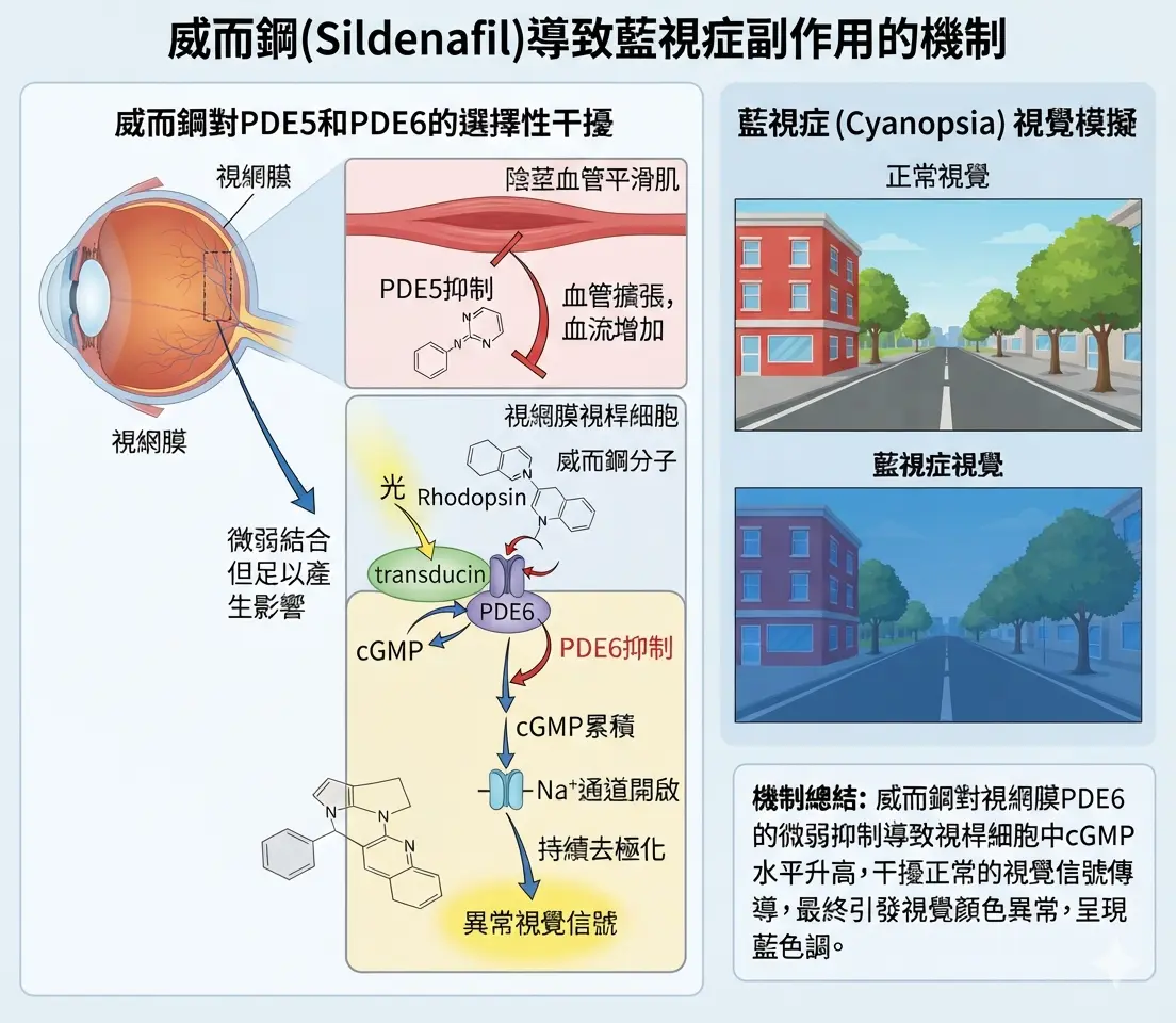 威而鋼非絕對完全選擇性幹擾眼睛PDE6酵素引發藍視癥副作用的科學解析