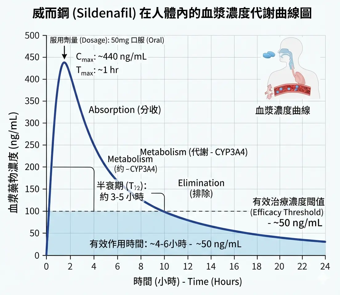 威而鋼在人體內的血漿濃度代謝與半衰期曲線圖