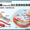 威而鋼Sildenafil活化受損神經傳導機理